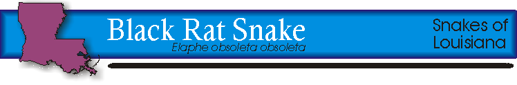 black rat snake title.gif (10265 bytes)