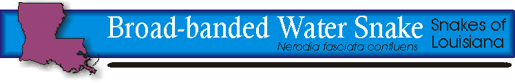broad-banded water snake title.gif (10704 bytes)