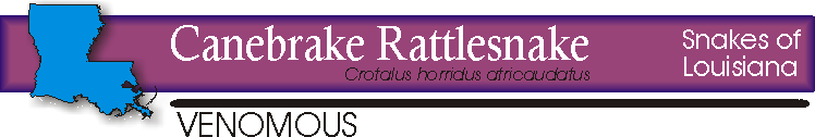 canebrake rattlesnake title.gif (11085 bytes)