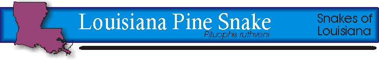 la pine title.gif (10331 bytes)