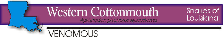 western_cottonmouth_title.gif (11075 bytes)