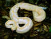 albinocanebrake2.jpg (57526 bytes)