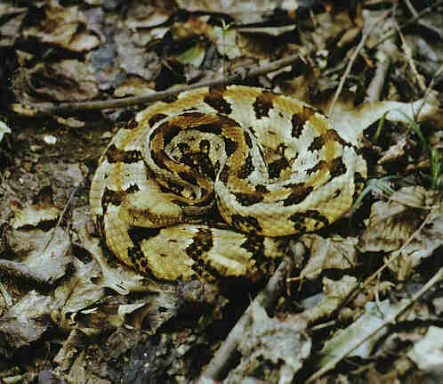 canebrake rattlesnake
