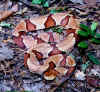 copperhead1.jpg (43083 bytes)