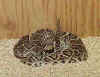 diamondback rattlesnake2.jpg (6557 bytes)