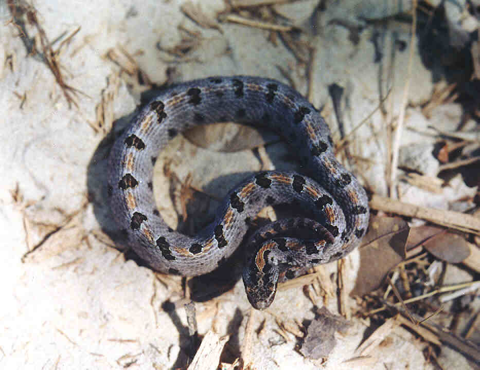 Western Pygmy Rattlesnake