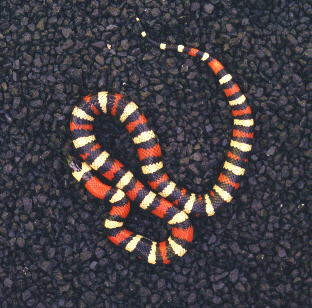 Mount Saint Helena 01