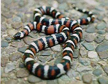 Palomar Mountains 01