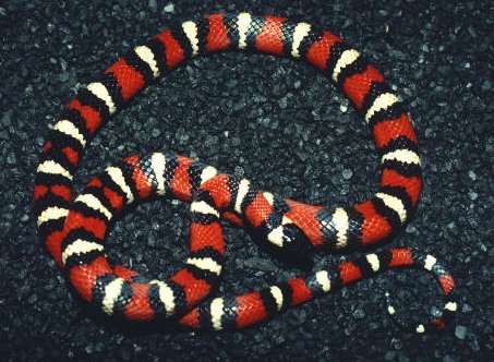 Palomar Mountains 02