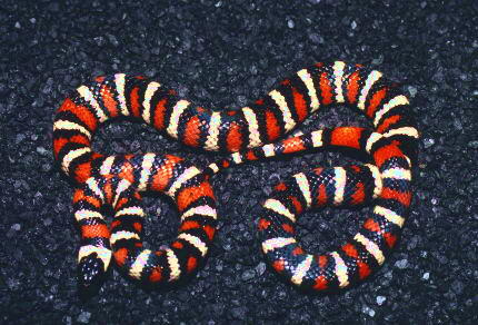 San Jacinto Mountains 01