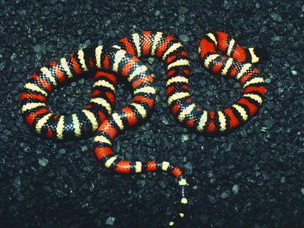 San Jacinto Mountains 02