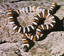 San Jacinto Mountains 03