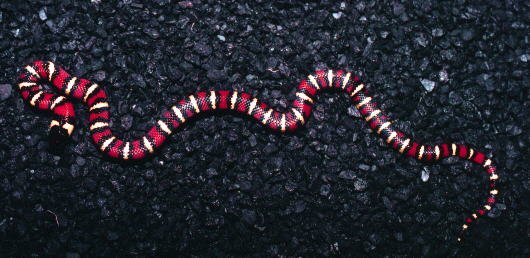 Santa Monica Mountains 01