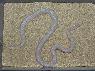 Leucistic Southern Pinesnake