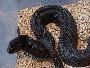 Black Pine Snake