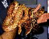 Hypo Cape Gophersnake