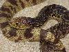 WC Female LA Pinesnake