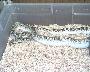 White-sided Bullsnake