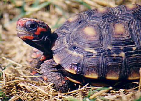 Red Foot Tortoise Food Chart