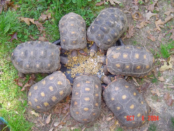 Red Foot Tortoise Food Chart