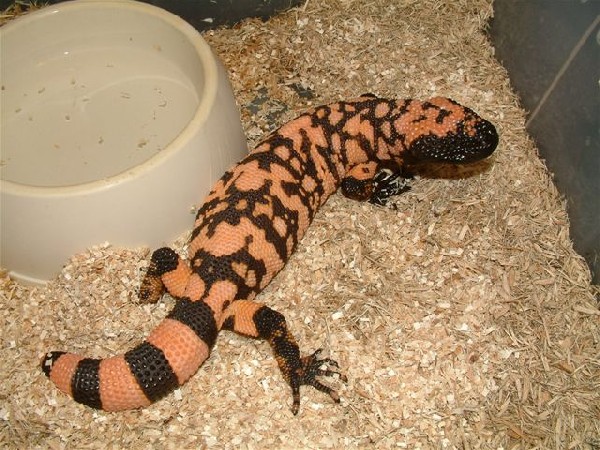 The Gila Monster (Heloderma suspectum 