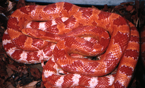 pictures corn snakes