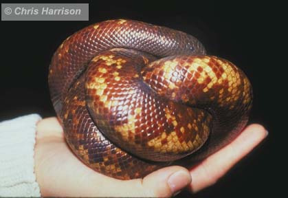 The Sand Boa Page - The African Burrowing 