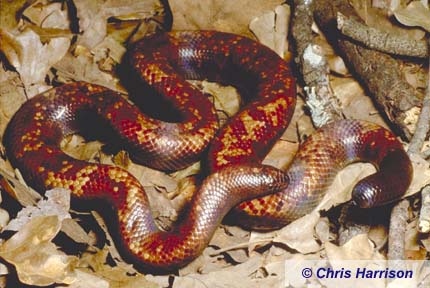 http://www.kingsnake.com/sandboa/calabar.jpg