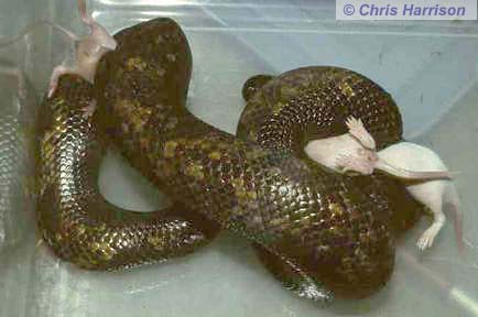 The Sand Boa Page - The African Burrowing 
