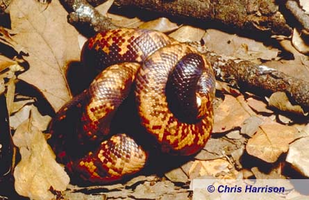 The Sand Boa Page - The African Burrowing 