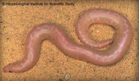 Snow Kenyan Sand Boa, courtesy Herptetological Institute for Scientific Study