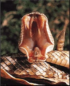 Would you please stop yawning ITS CONTAGIOUS!!!!! and I am not really that boring am I  ????? 