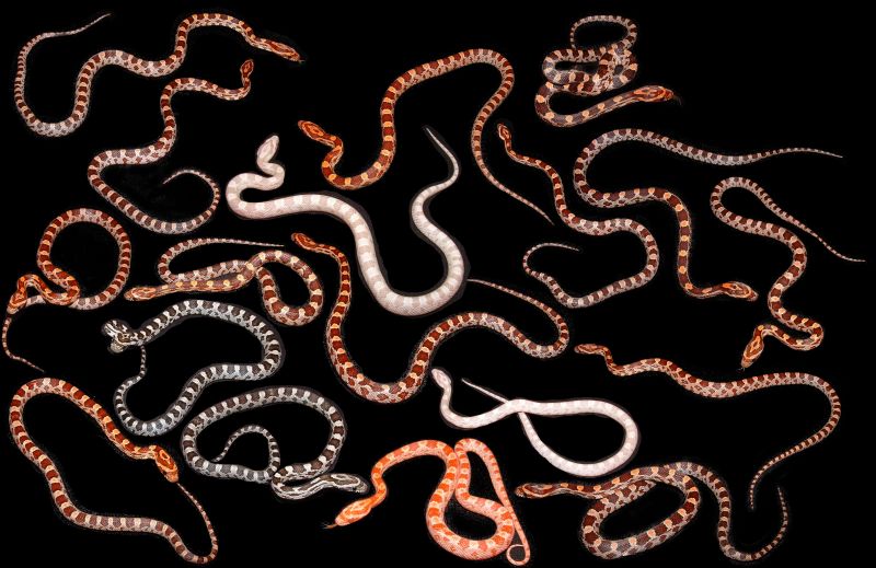 corn snake morphs