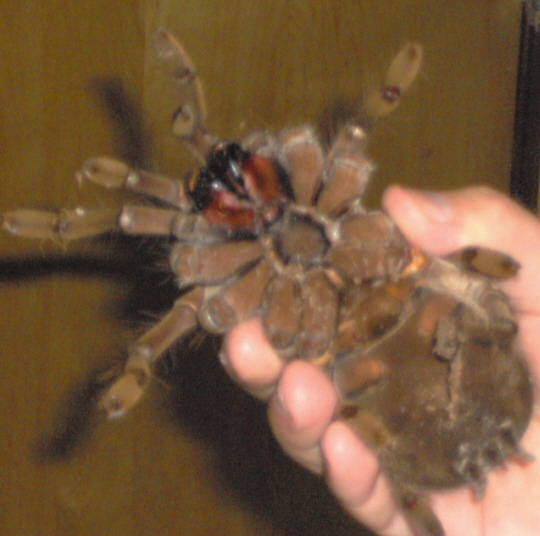 اكبر العناكب حجما ويسمى عنكبوت أكل الطير Tarantula2