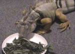 Iguana Eating