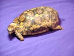 Bell's Hinge Tortoise