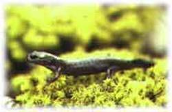 Siberian Salamander