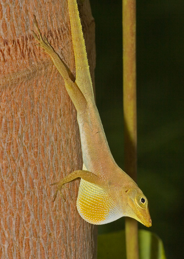 http://www.kingsnake.com/westindian/anolisacutus1.JPG