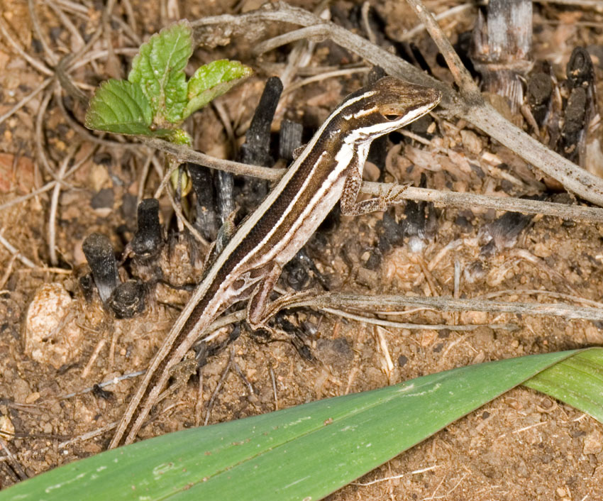 Anolis extremus  The Reptile Database