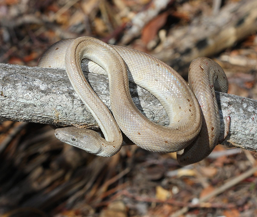 Chilabothrus argentum