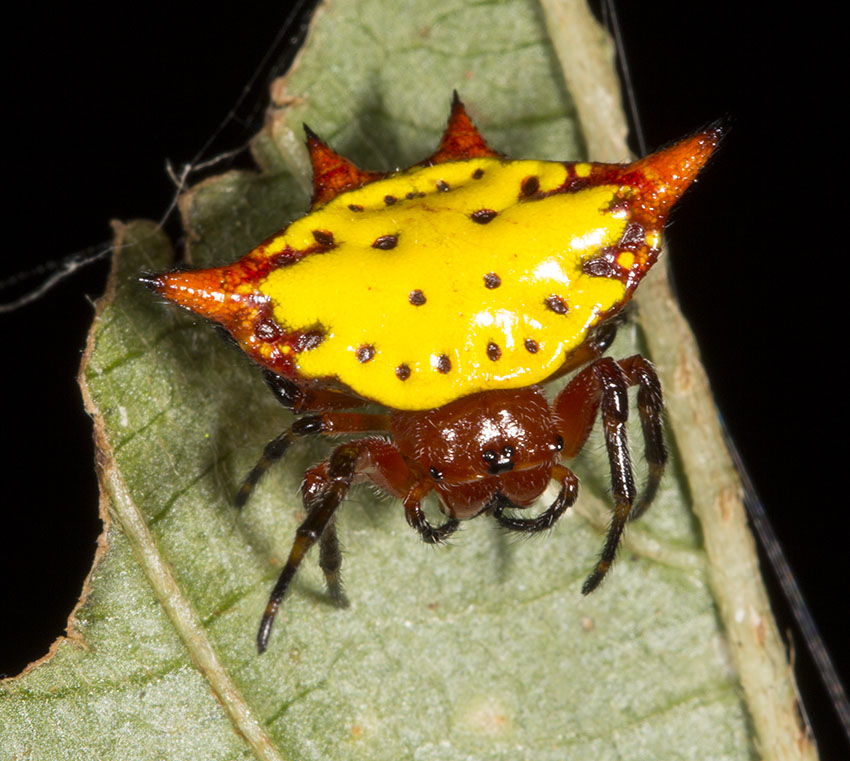 Тропические пауки-кругопряды Gasteracanthacancriformis1