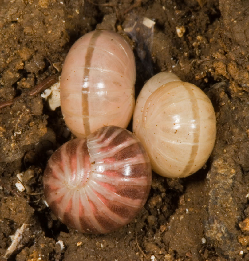 Pill Millipede Diet