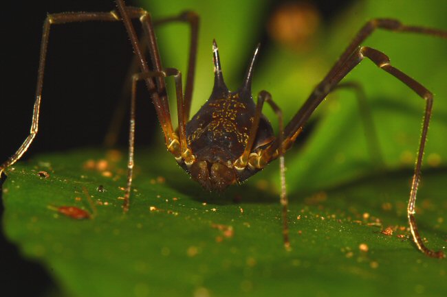 Тропические сенокосцы Opiliones3