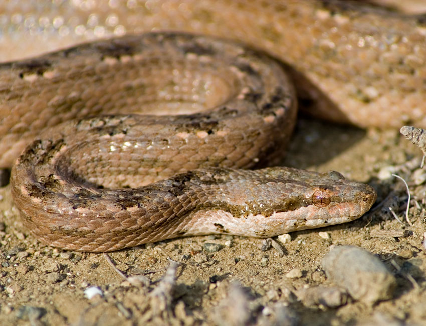 Cuban Wood Snake