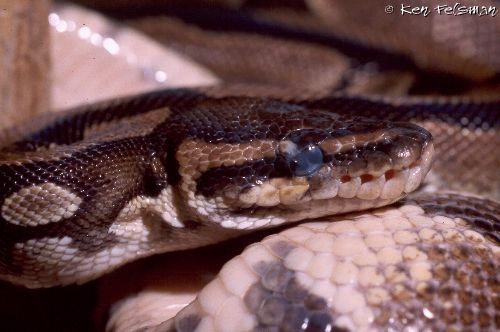 Ball Pythons, a Troubleshooting Guide to - Natural History