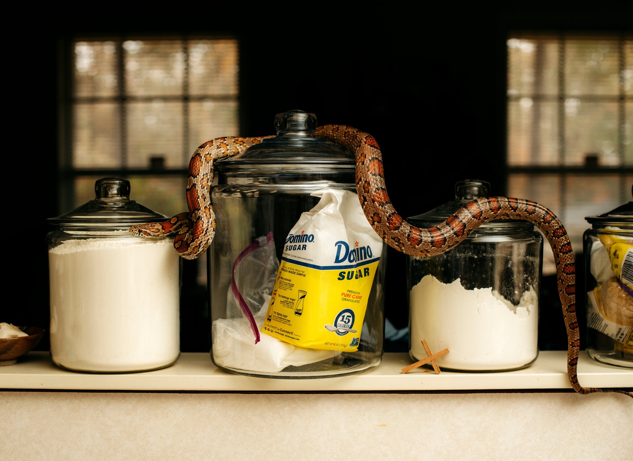 Woohoo, the author’s snake, photographed in Mississippi in 2020.Credit...Houston Cofield for The New York Times