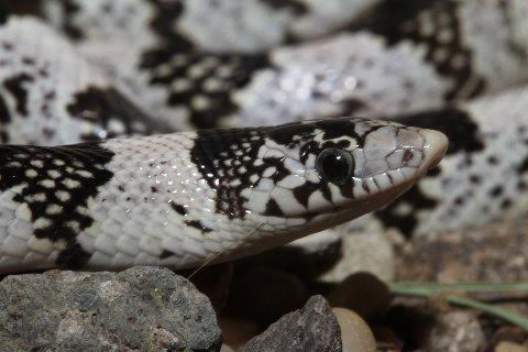Except for its color this long-nosed snake was of typical appearance