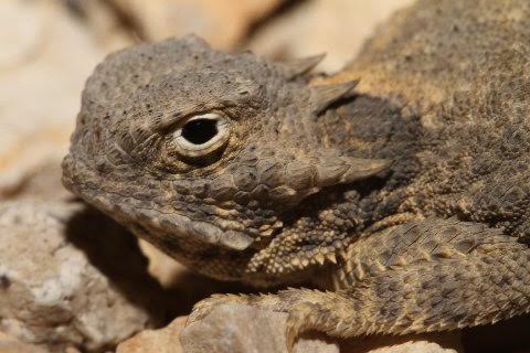 A profile of the round-tailed horned lizard.
