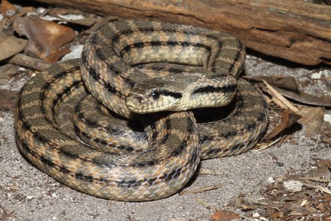 At two-and-a-half years of age, the snake's stripes are well defined and the blotches are beginning to fade.