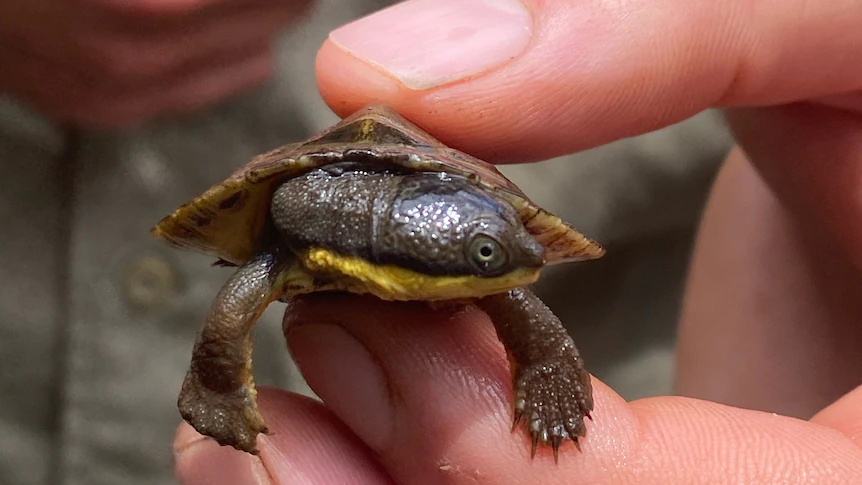 Manning River turtles are at risk from declining habitat, predation and seasonal impacts.(Supplied: Hunter Local Land Services)